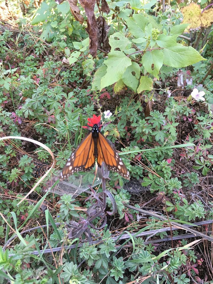 mariposa monarca